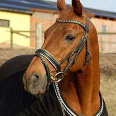 Trakehner Braveheart Graftebjerg