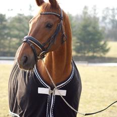 Trakehner Braveheart Graftebjerg