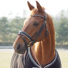 Trakehner Braveheart Graftebjerg