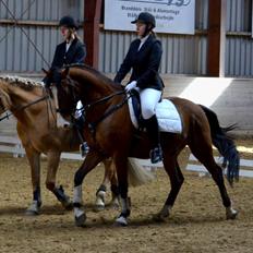 Anden særlig race Rex