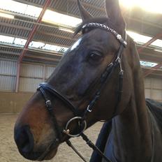 Holstener Ulana Lyngriis