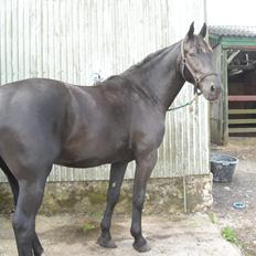 Oldenborg Diablo  " solgt " SAVNET