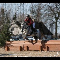 Arabisk fuldblod (OX) Sibar