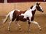 Pinto Svalebos Leonardo (B-pony)