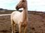 Palomino MiTho's Daywalker