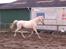 Palomino MiTho's Daywalker