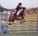 Irish Cob Crossbreed South Lady View<3