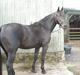 Oldenborg Diablo  " solgt " SAVNET