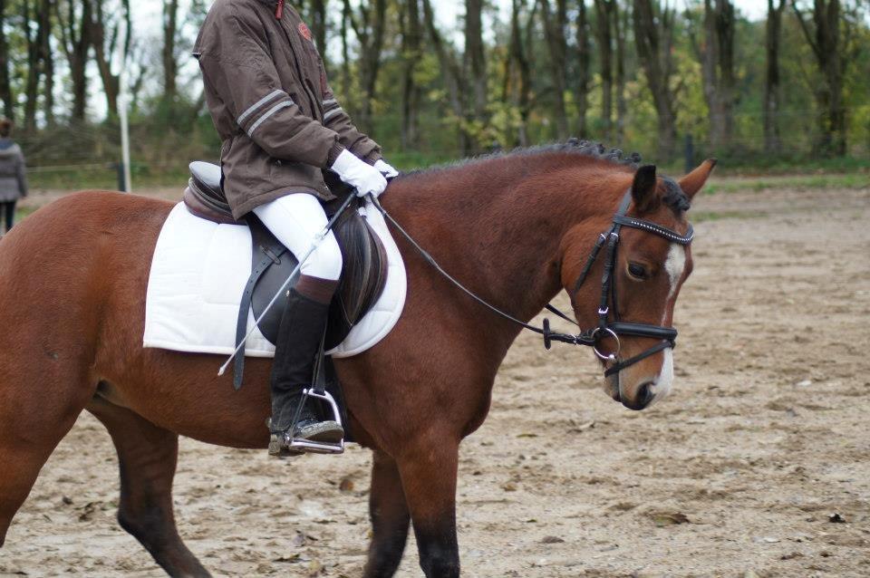 Anden særlig race Miranda *Muffin* - Miranda og jeg til stævne på Sabro Rideklub. opvarmning ;) <33 foto: Lisa l billede 21