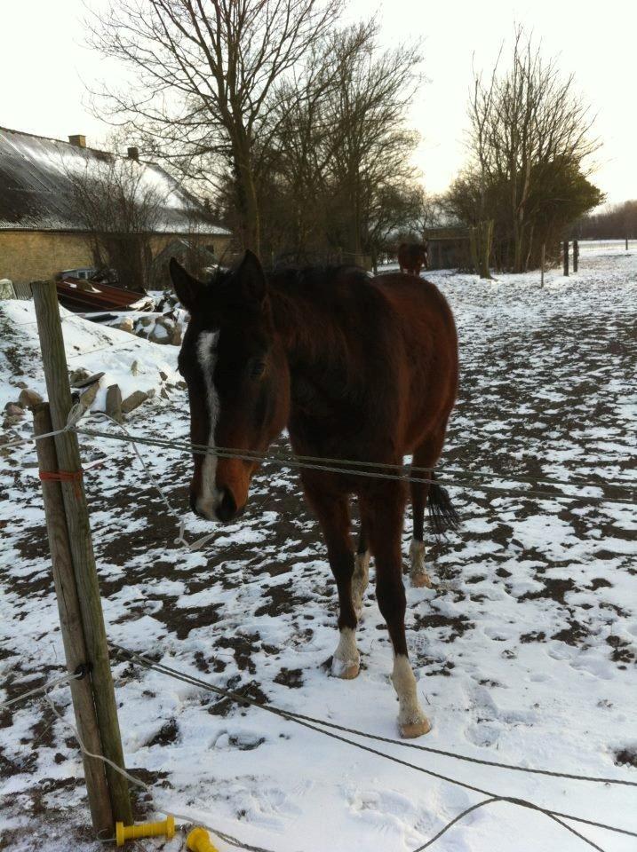 Arabisk fuldblod (OX) HH Karall billede 9