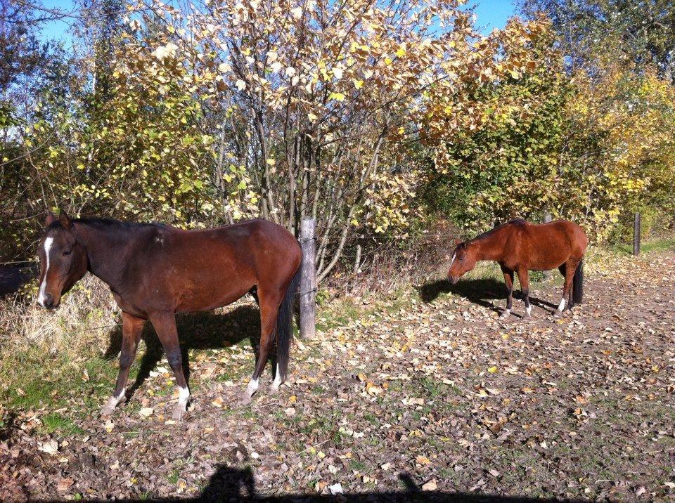 Arabisk fuldblod (OX) HH Karall billede 10