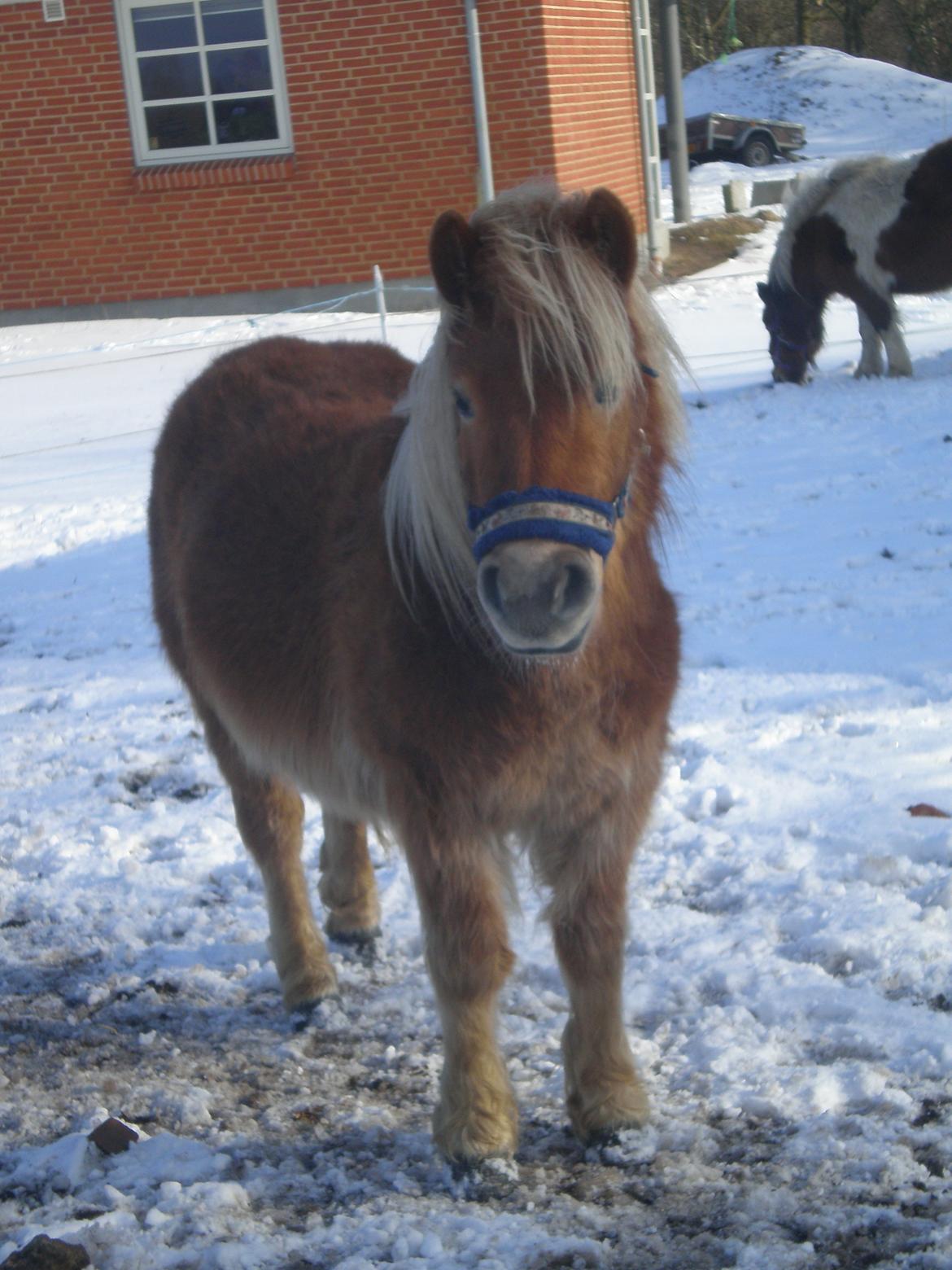 Shetlænder Bella Donna Morsbøl ( Dulle ) - .
tage d. 21-03-13. billede 5