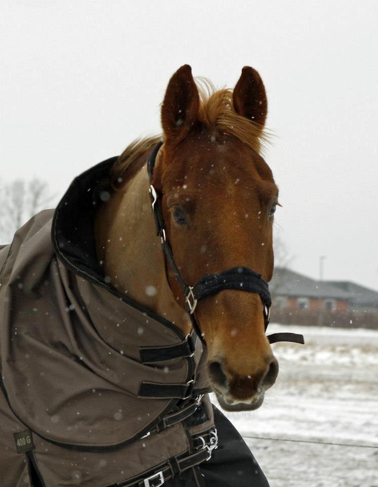 Anden særlig race Archellius *Stjernehest* - FOTO: STINE BEESON billede 3