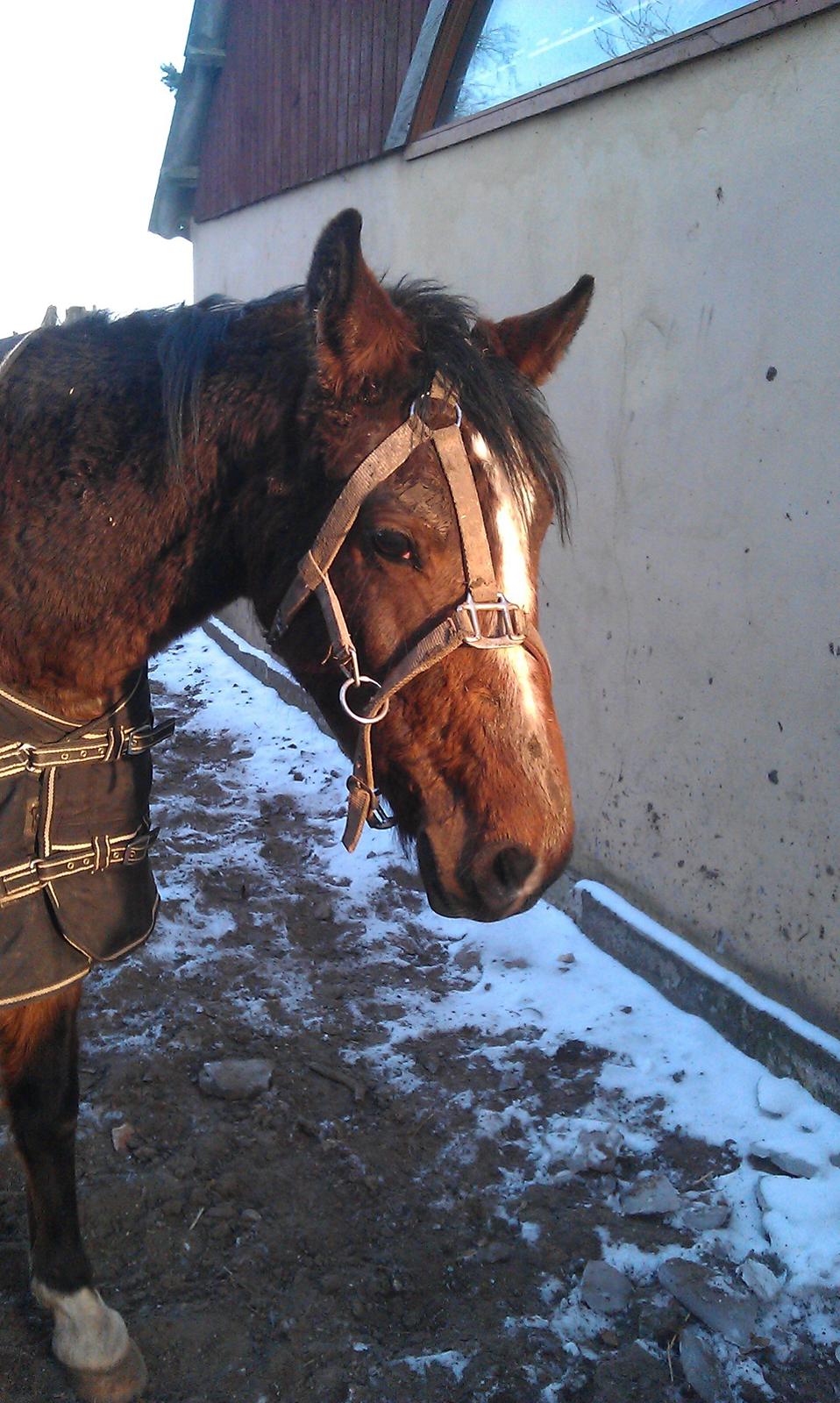 Anden særlig race New Dawn (Spring) - Moooaaar! Der er altså noget galt her! Hjælp mig lige istedet for at stå og grine, tak... billede 8