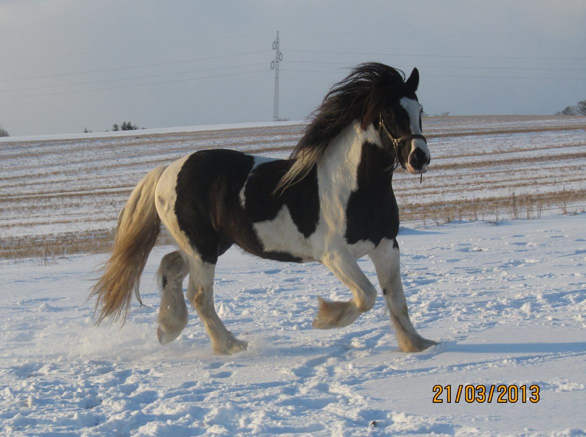 Irish Cob <3 Kaipo <3  - # 1. Kaipo hygger sig i snevejret <3 21 marts 2013 billede 3