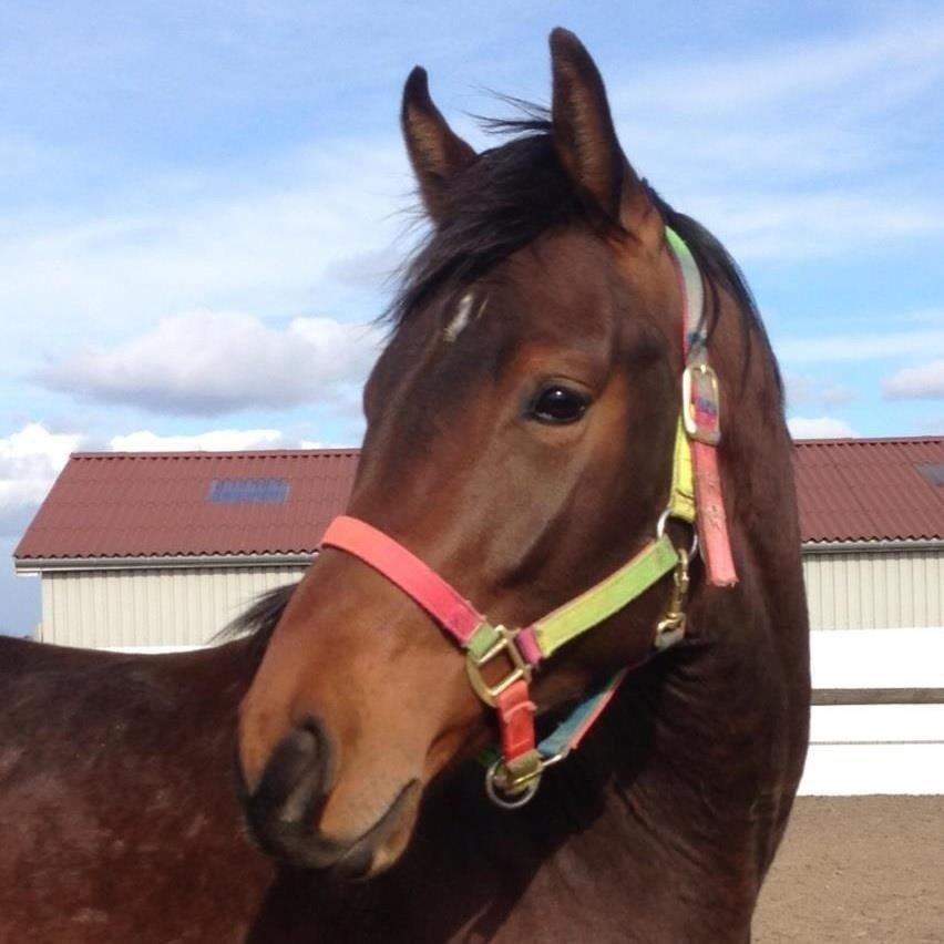 Dansk Varmblod Ringsgaards geni - Marts 2013 billede 9