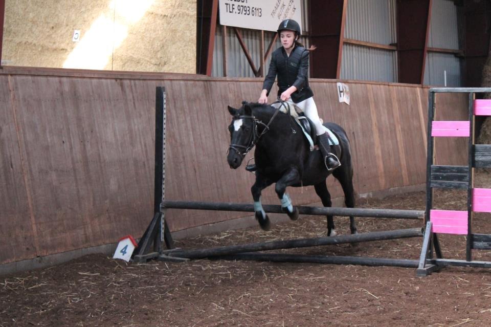 DSP Bæklunds Zorro - Første spring stævne. (LD) billede 6