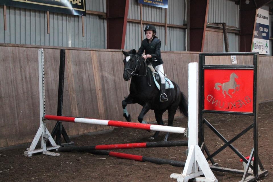 DSP Bæklunds Zorro - Første spring stævne. (LD) billede 7