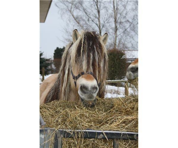 Fjordhest Fairith Kjeldsvang Solgt billede 4