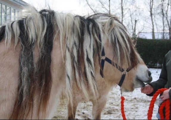 Fjordhest Fairith Kjeldsvang Solgt - inden jeg fik ham billede 5