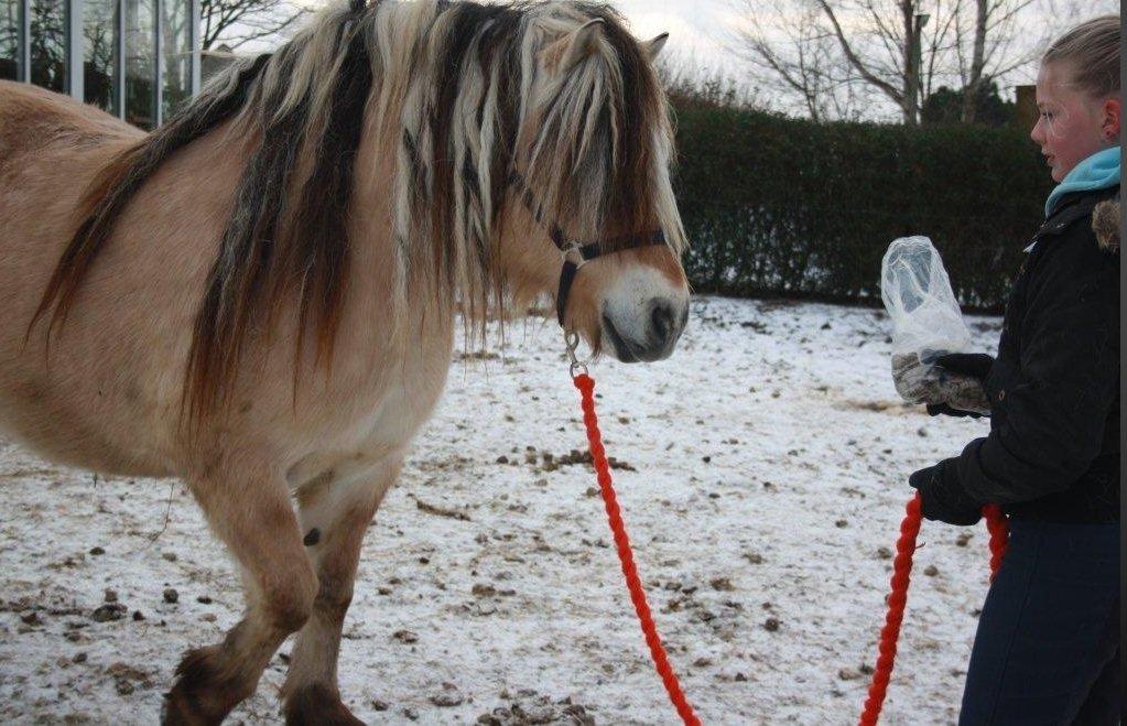 Fjordhest Fairith Kjeldsvang Solgt billede 6
