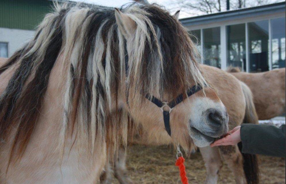 Fjordhest Fairith Kjeldsvang Solgt billede 7