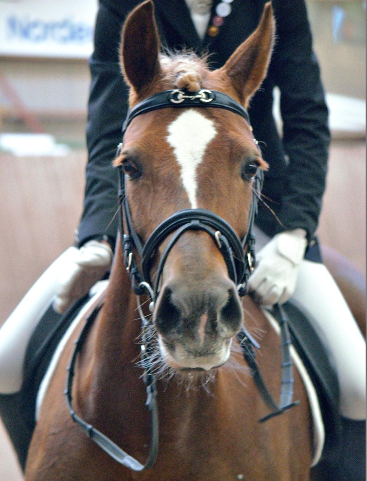 Welsh Cob (sec D) Sirius-S [Rider] - - 17/3-13. Foto: Stie foto. billede 5