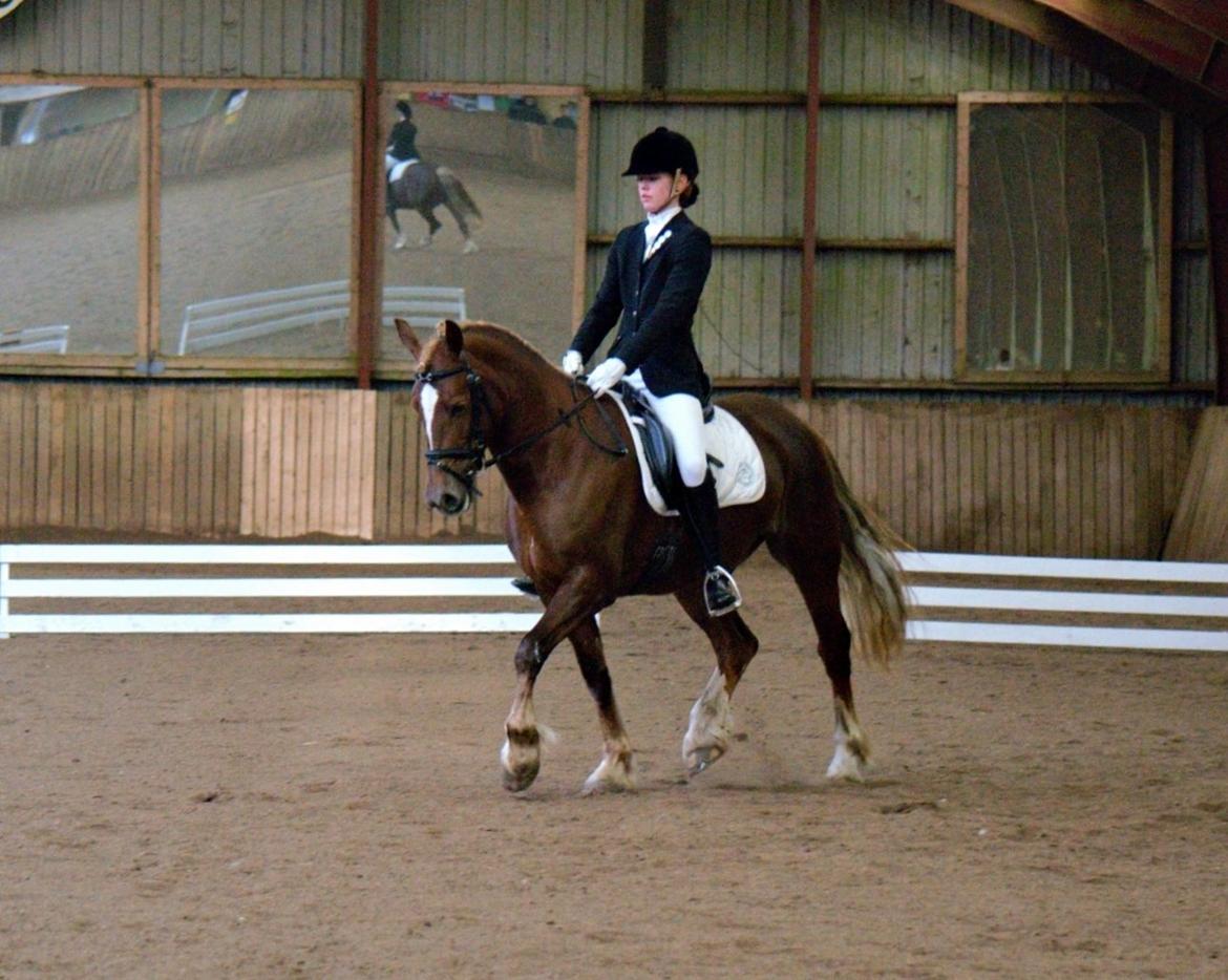 Welsh Cob (sec D) Sirius-S [Rider] - - 17/3-13. Foto: Stie foto. billede 6