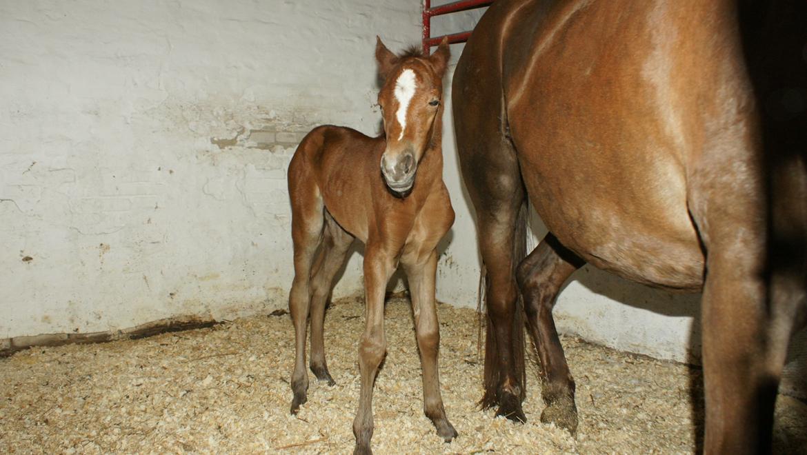 Anden særlig race Garcia Fox pox solgt billede 1