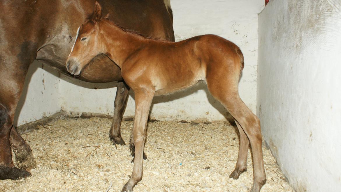 Anden særlig race Garcia Fox pox solgt billede 2