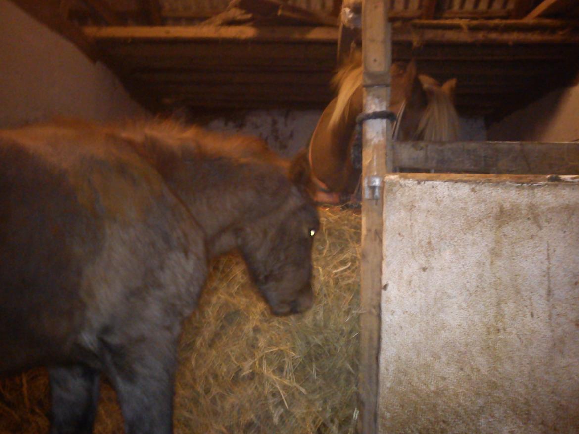 Anden særlig race Garcia Fox pox solgt billede 3