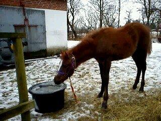 Anden særlig race Garcia Fox pox solgt billede 4