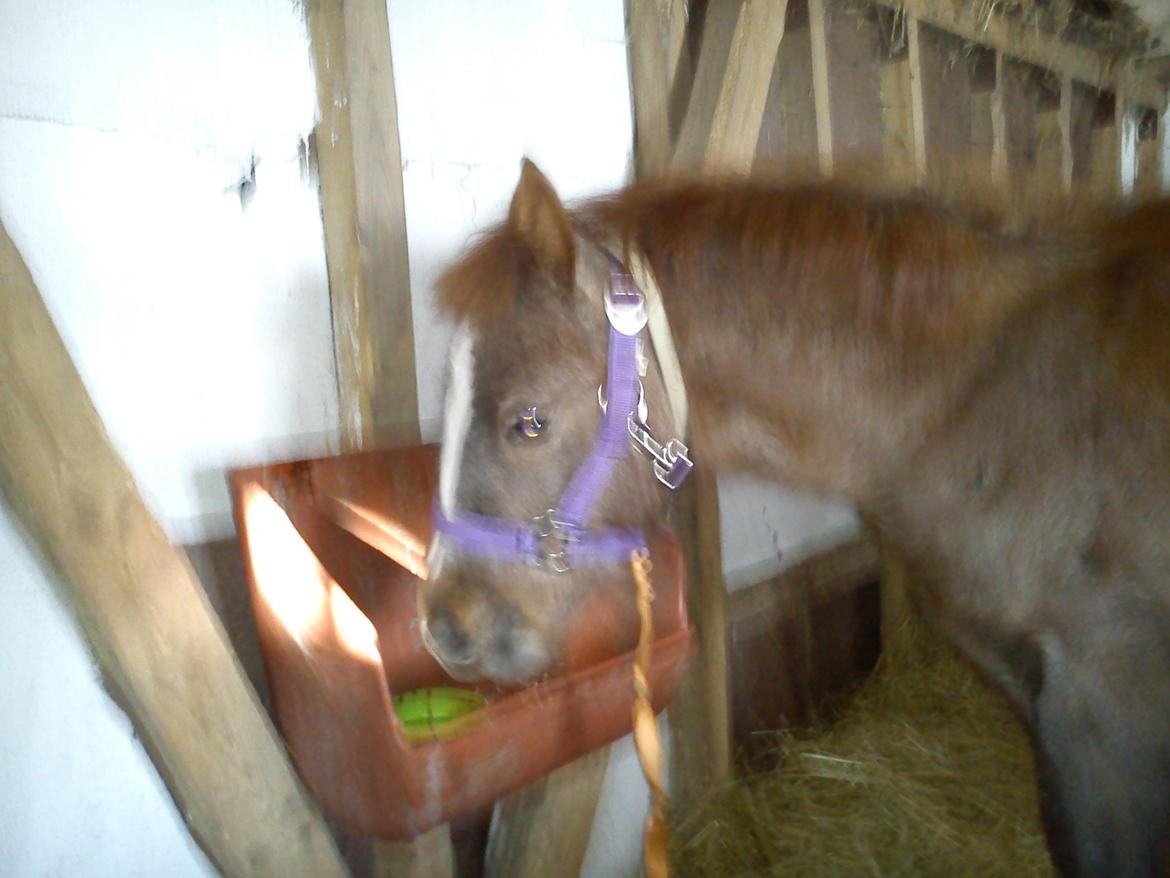 Anden særlig race Garcia Fox pox solgt billede 5