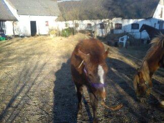 Anden særlig race Garcia Fox pox solgt billede 6