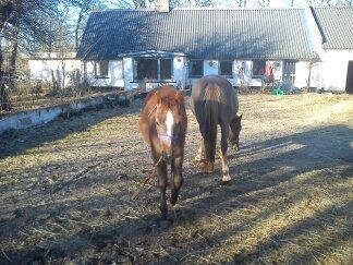 Anden særlig race Garcia Fox pox solgt billede 7