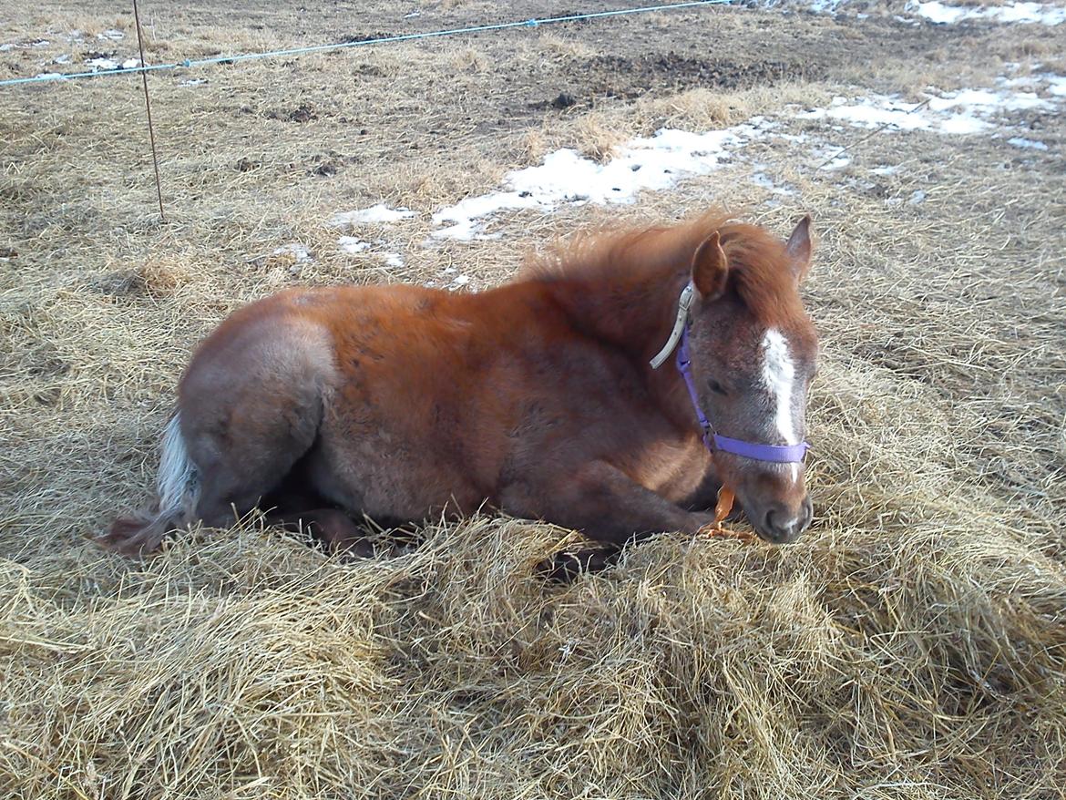 Anden særlig race Garcia Fox pox solgt billede 8