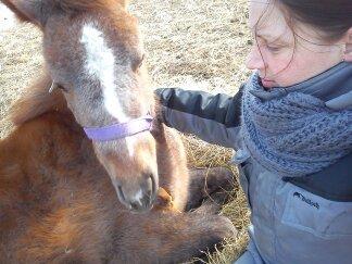 Anden særlig race Garcia Fox pox solgt billede 9
