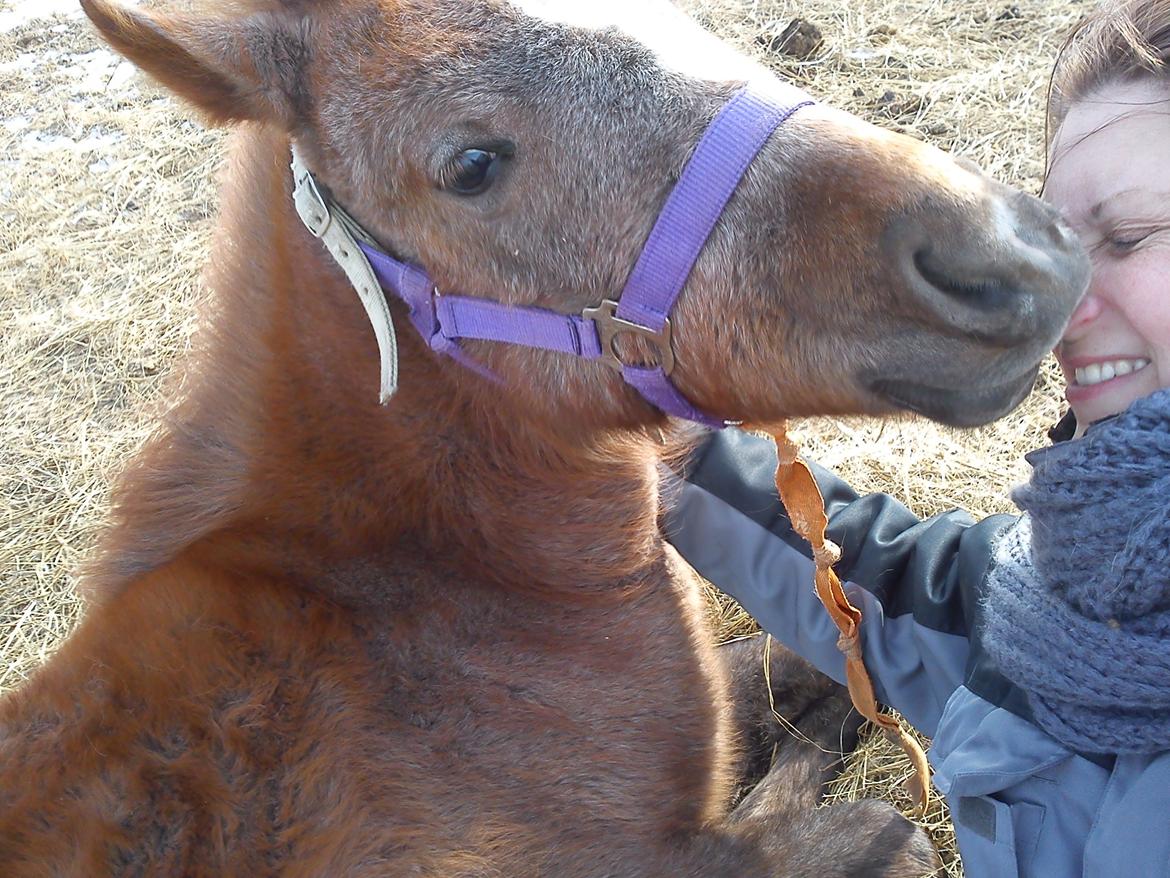 Anden særlig race Garcia Fox pox solgt billede 10