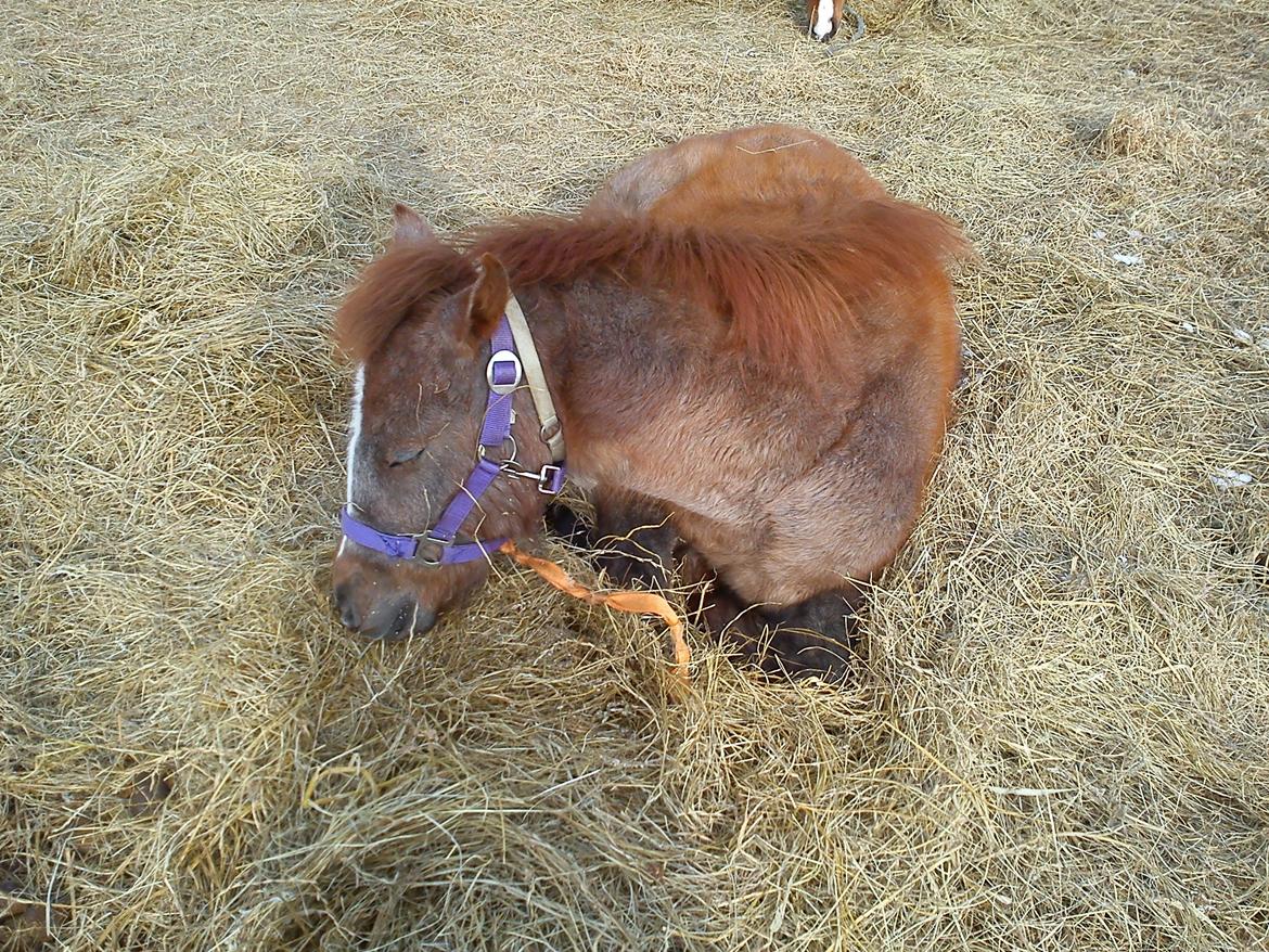 Anden særlig race Garcia Fox pox solgt billede 11