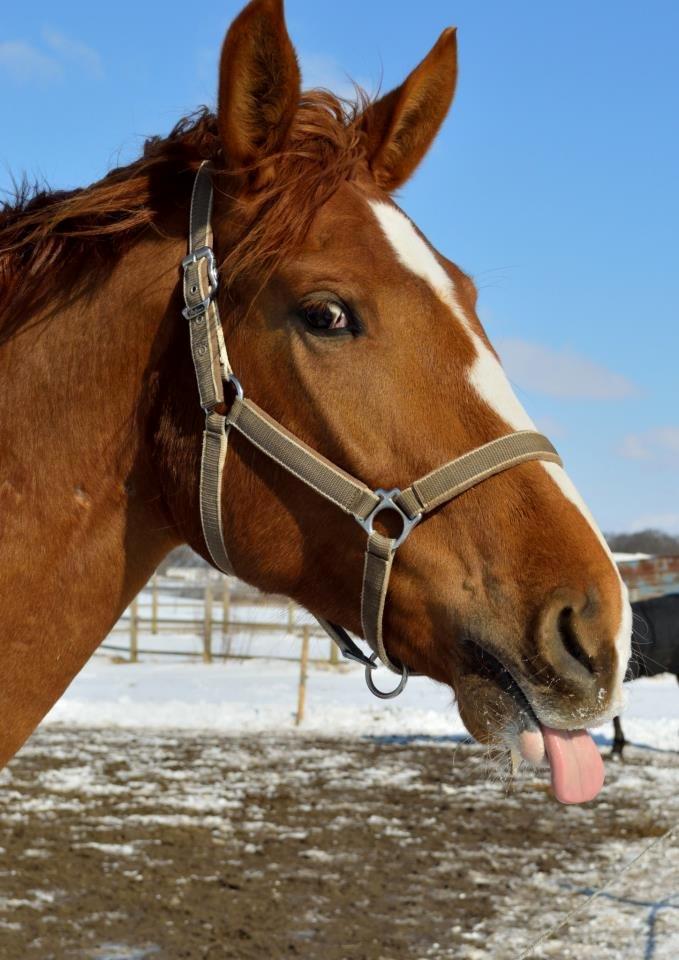 Anden særlig race Charlatan <3 - Fotograf: Nadja Andersen
 - Når Charlatan prøver på at være charmerende! :-P billede 18
