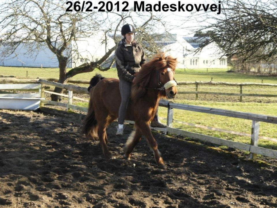 Islænder stjarna<3 billede 2