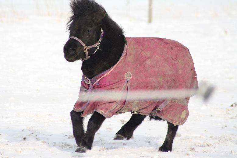 Shetlænder Molly billede 6