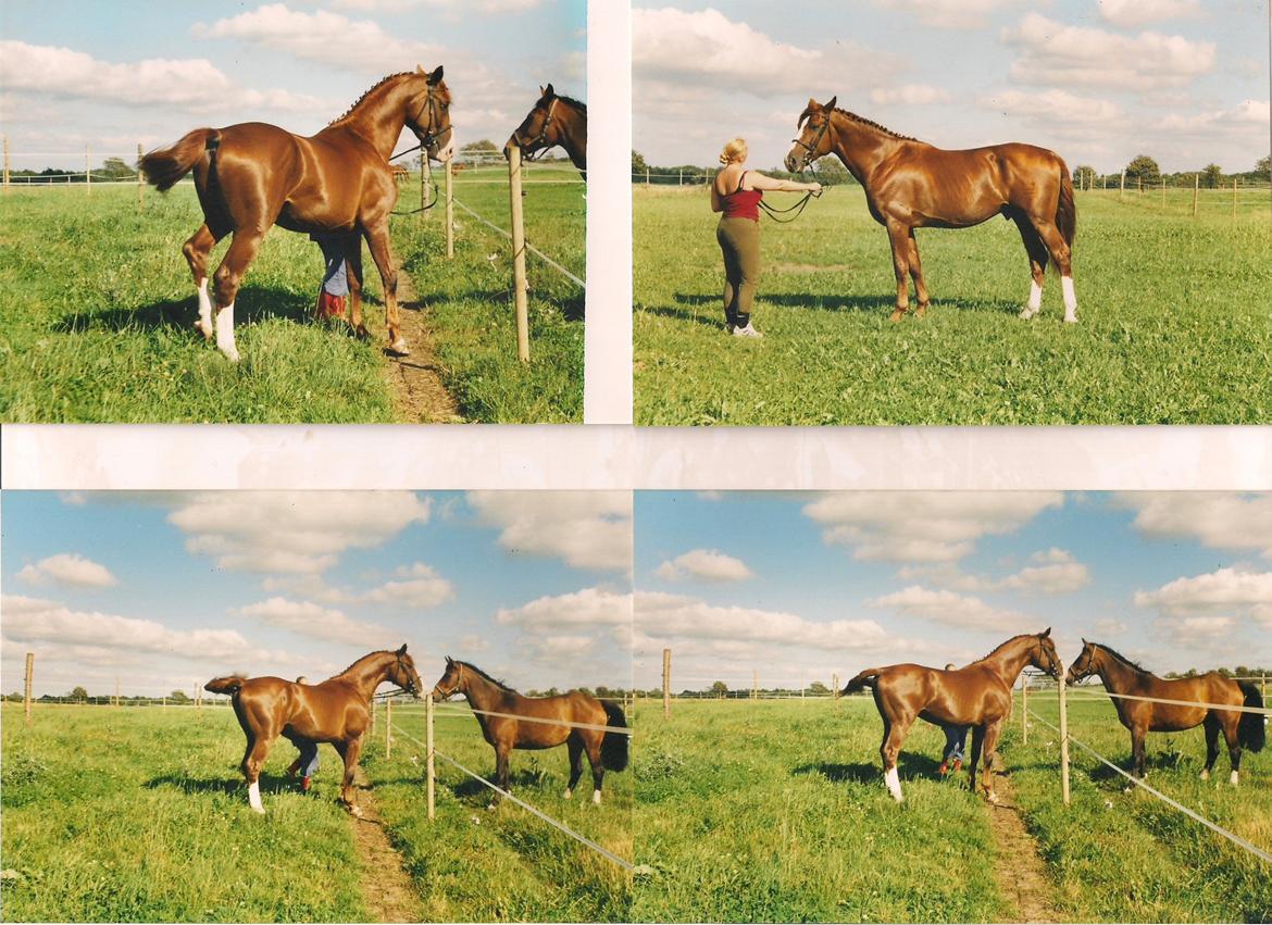 Dansk Varmblod Jackpot * RIP * billede 19