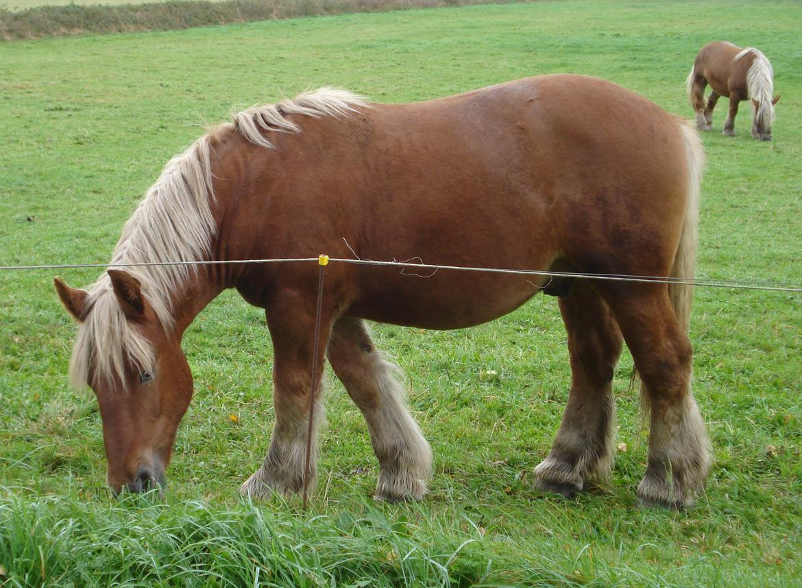 Jyde Findus Tindbæklund billede 6