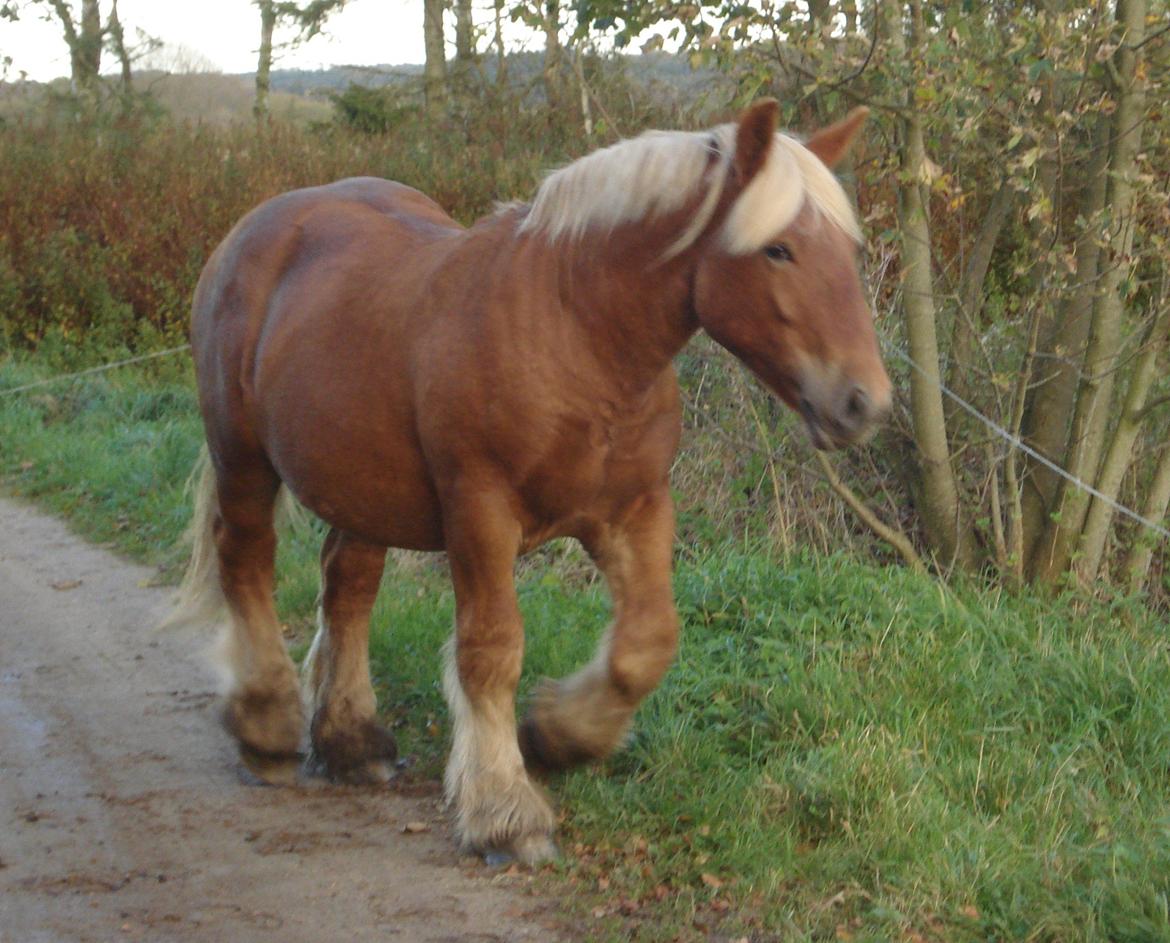 Jyde Findus Tindbæklund billede 5