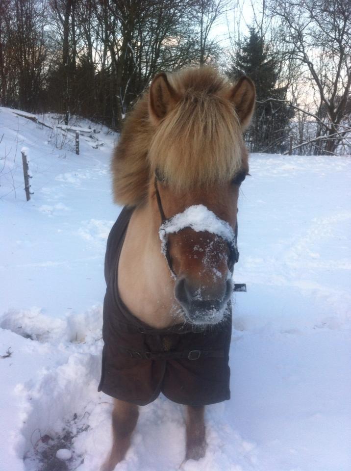Fjordhest Jættegårdens Bella billede 10