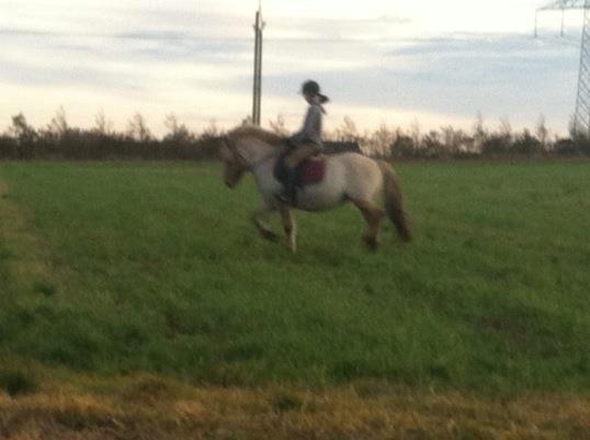 Fjordhest Jættegårdens Bella billede 11