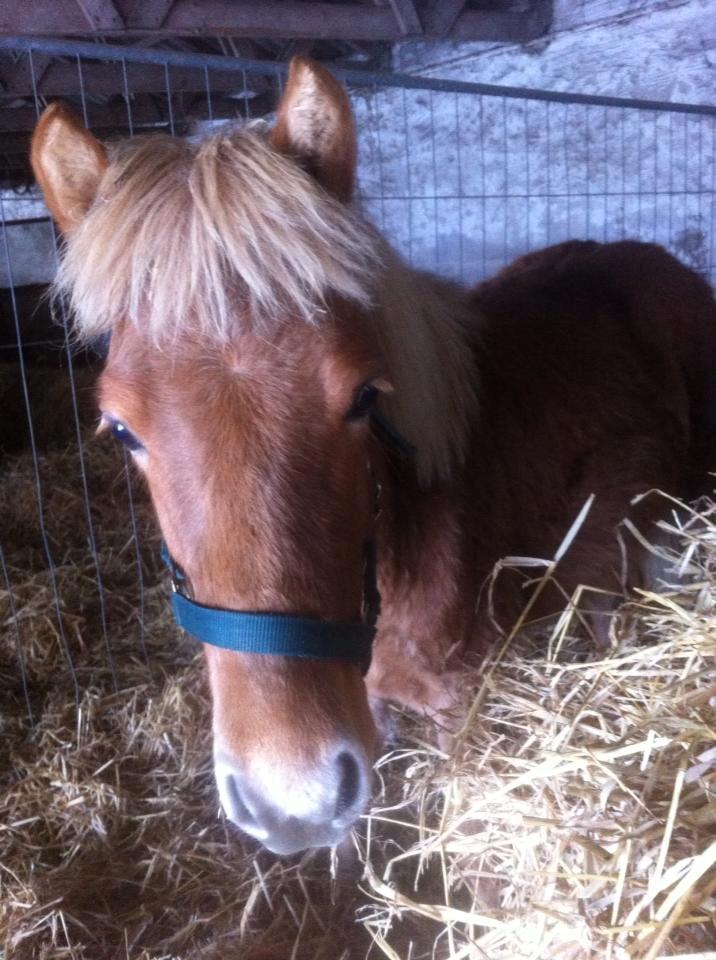 Anden særlig race Jættegårdens Abselon billede 16
