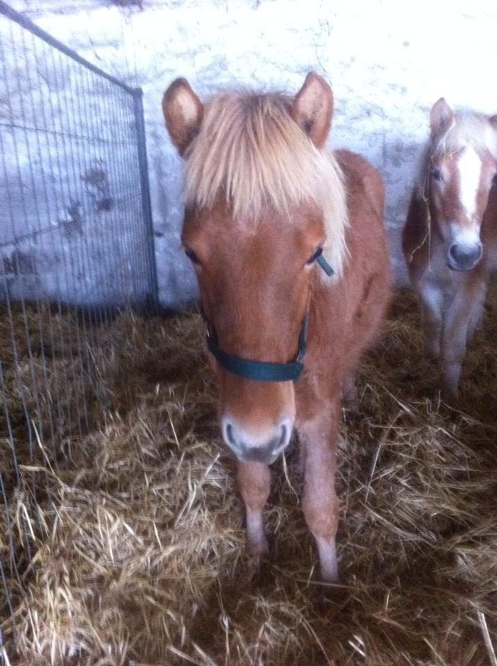 Anden særlig race Jættegårdens Abselon billede 17