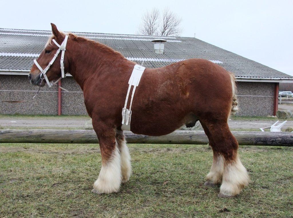 Jyde Findus Tindbæklund billede 1